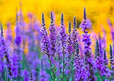 《浣熊硬探》新作公布 游戏将于2022年推出